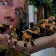Getting Over Your Fears With Facts Spider Edition