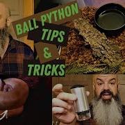 Ball Python Tips And Tricks Helpful Advice For Ball Python Keepers