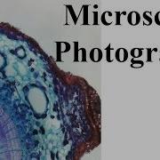 Microscope Photography