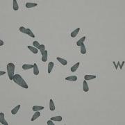 Wicked Problems