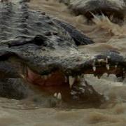Alligators Fight Over Dead Python 02 Time Lapse Speed X0 5
