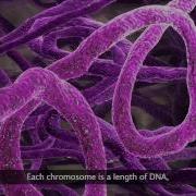 Zoom In On Your Genome Female