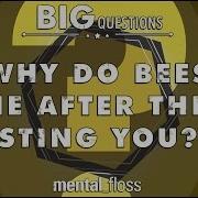 Why Do Bees Die After They Sting You Big Questions Ep 41 Mental Floss