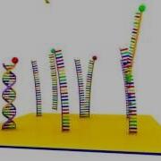 DNA Microarray