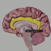 The Brain During Depression