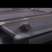 Deja Vu Turtle