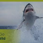 Blue Whisper Go Wild