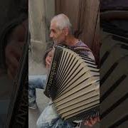 Solo Street Accordion Player In Florence Italy Shorts Accordionplayer