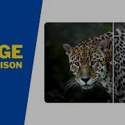 How To Create An Image Comparison Slider Using HTML CSS And JavaScript