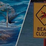 Witnesses Describe Horrific Shark Attack With Massive Pool Of Blood At Sydney Beach