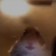 Hamster Looking At Camera Earrape