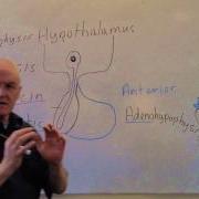 Endocrine Lesson 1 Introduction And Pituitary