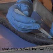 Lamprey Dissection