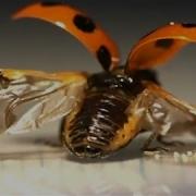 First Ever Look At The Intricate Way Ladybugs Fold Their Wings National Geographic