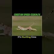 Cheetah Vs Gazelle Shorts Trending Animals Cheetah Gazelle Speed Funny
