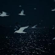 Σtella Nomad Official Video