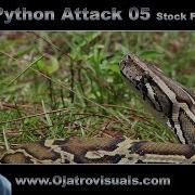 Python Attack 05 Stock Footage