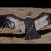 Incantation The Condor Dance 1982 From Album Cacharpaya