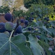 Red Lebanese Bekka Valley Too Many Figs NEVER