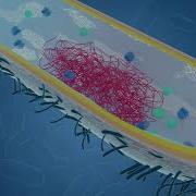 Bacterial Cell Structure And Functions Microbiology Lecture Biology 3D Course NEET 2021