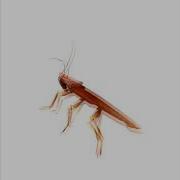 Dancing Autotune Roach HD Luce COVER