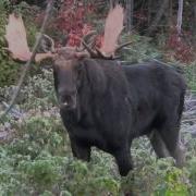 Moose Calling 2015