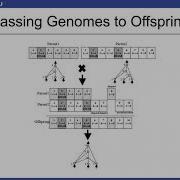 Machine Learning 2 NEAT