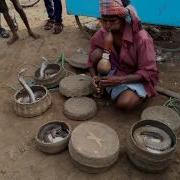 Snake Bites Snake Charmer HD