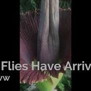 Amorphophallus Titanum Fester The Corpse Flower Time Lapse Video June 2018