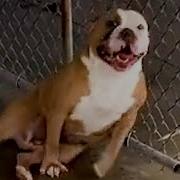 Shelter Dogs Reactions To Being Adopted