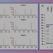 Forensic DNA Profiling Part I
