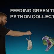 Feeding Green Tree Python Collection