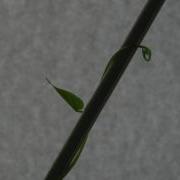 Morning Glory Time Lapse