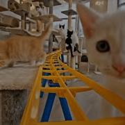 Cat Encounter Ride Roller Coaster