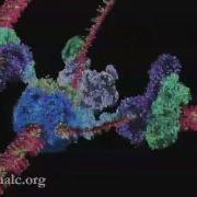 Mechanism Of DNA Replication Basic