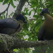 Birds Of Northern South Africa Part 4
