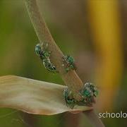 Green Bees