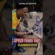 Wait For It Speed Realizes How Dangerous Kangaroos Really Are Caketraining