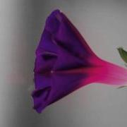 Morning Glory Flower Opening And Closing