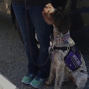 Jubilee Takes Service Dog Public Access Test