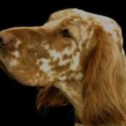 Man Made Dogs Morph 2