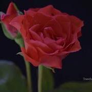 Blooming Rose Stunning Time Lapse Video