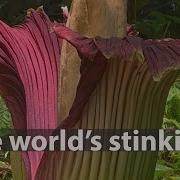 The World S Stinkiest Flower Blooming The Corpse Flower Adelaide Botanic Gardens Corpseflower