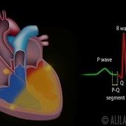 Cardiac Conduction System And Understanding ECG Animation