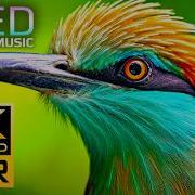 Unbelievable 4K HDR OLED TEST 120fps Breathtaking Nature Animals 4K VIDEO 8K Video ULTRA HD TV