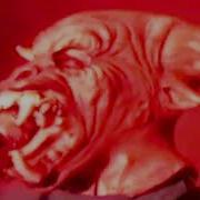 THE BERZERKER SHUT THE F CK UP Extreme Metal Grindcore
