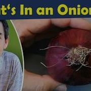How To See Cells Under The Microscope Onion Microscopy Tutorial