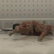 Slow Motion Analysis