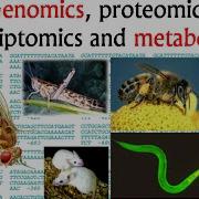 Genomics And Proteomics Transcriptomics And Metabolomics