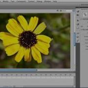 Flash Cs5 Lasso Tool